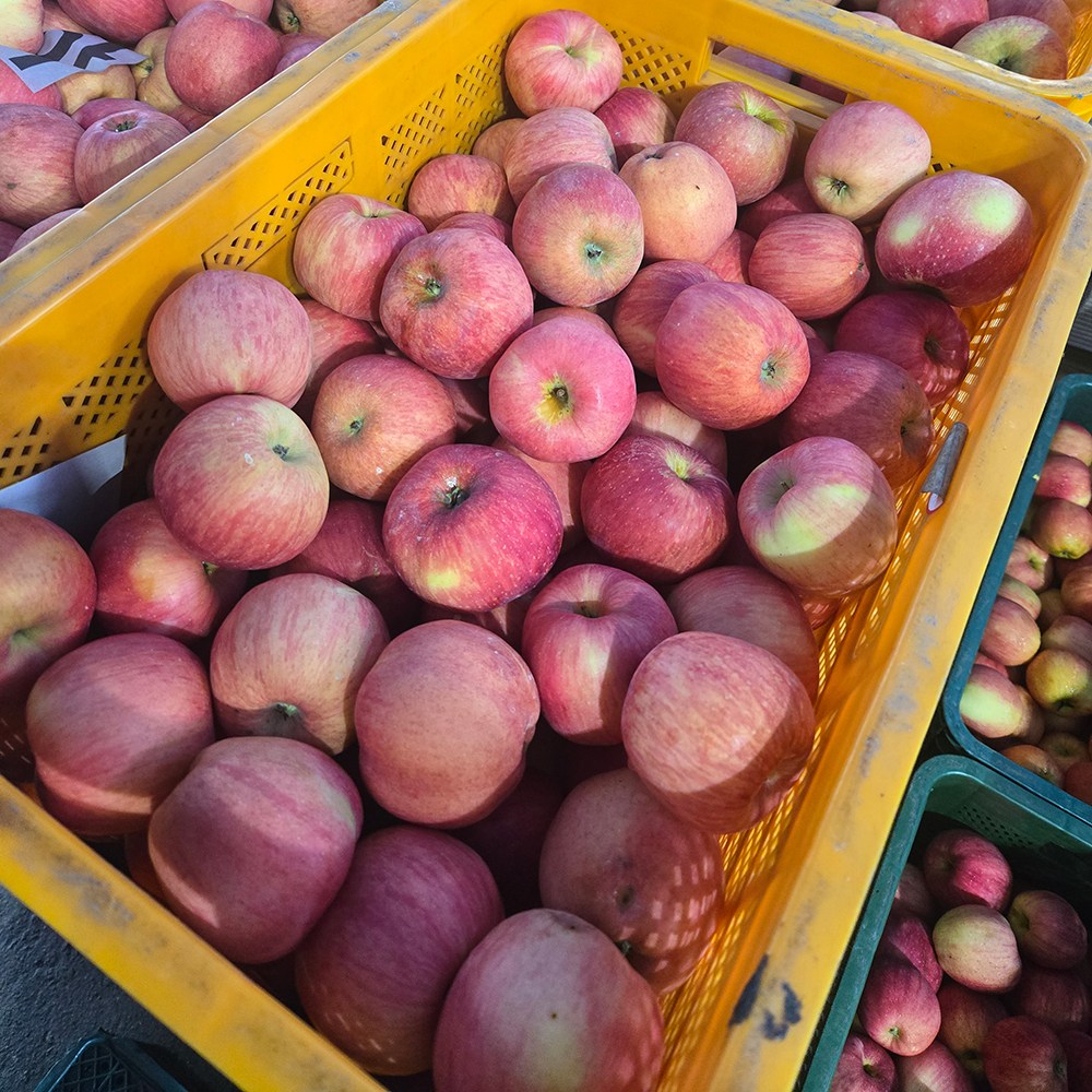 새콤달콤 햇 빨간사과 4.5KG 19,990원