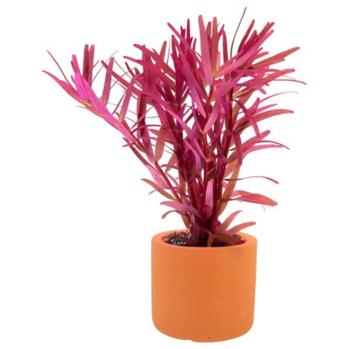 [수초대장] 로탈라 블러드 레드 (1포트) 포트수초 14,000원