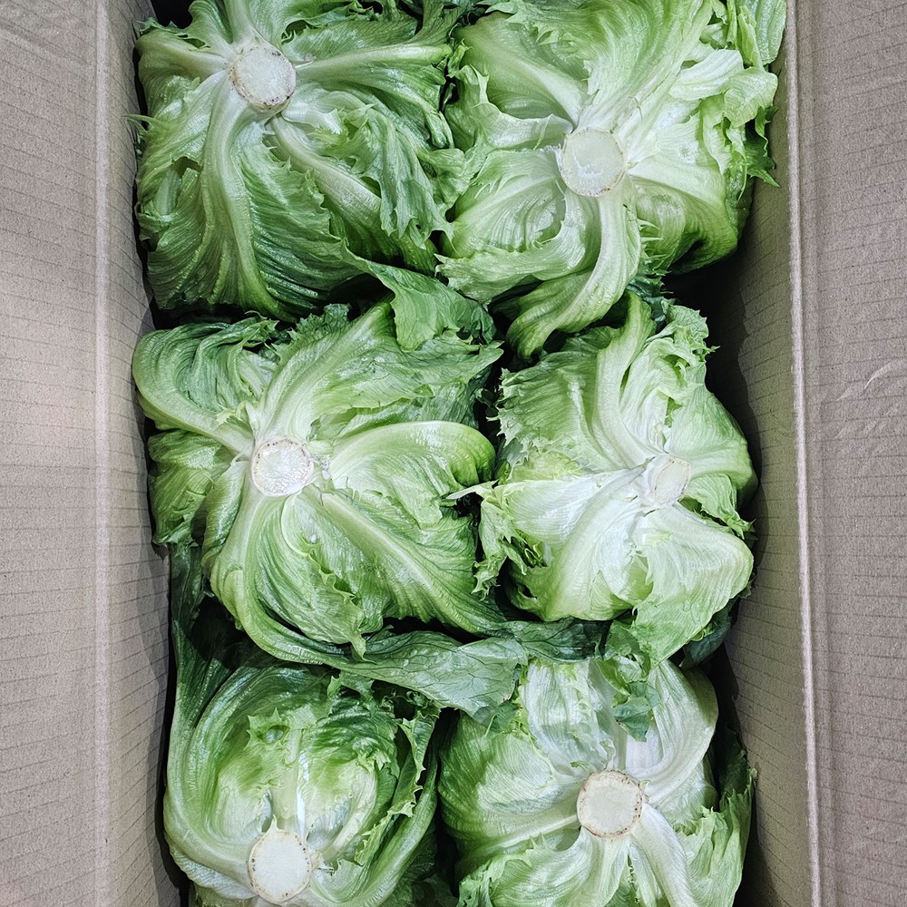 클릭마켓 국내산 양상추 벌크 샐러드용 9,800원