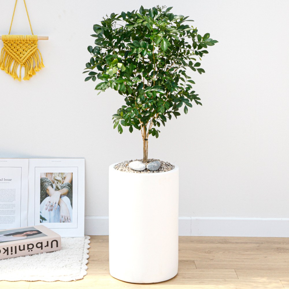 드셀플라워 오렌지 자스민 금전수 개업 화분 집들이 선물 승진 사무실 이전 병원 개원 식당 개업식 축하 화분 배달 당일배송 41.중형_오렌지 자스민 흰색원형 경량화분 85,000원