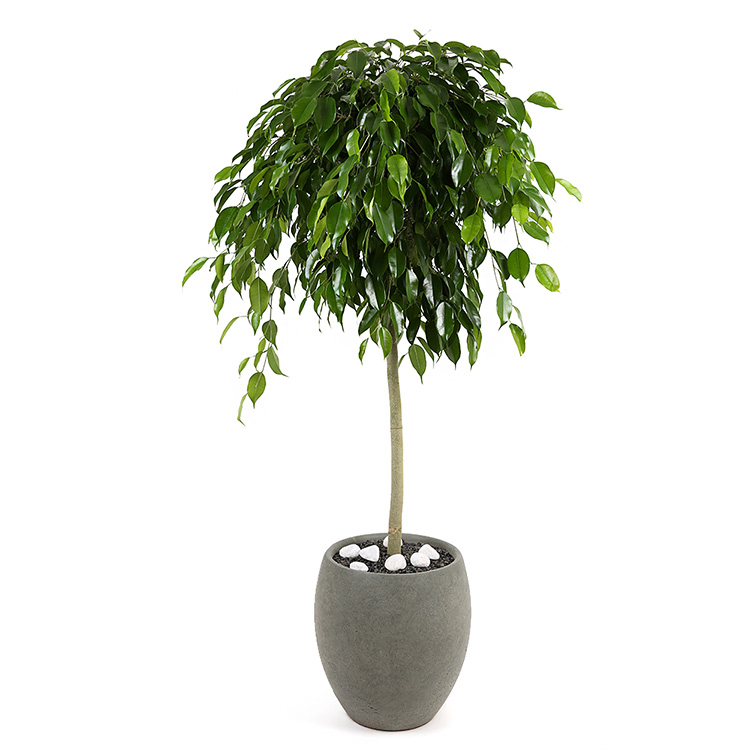 119플라워 (당일배송) 킹벤자민 고급화기(150cm이상) ST-D741 개업 관엽 행사용 승진 영전 전시회 전국꽃배달 생일 기념일 꽃선물 꽃배달, 1개, 그린 163,900원