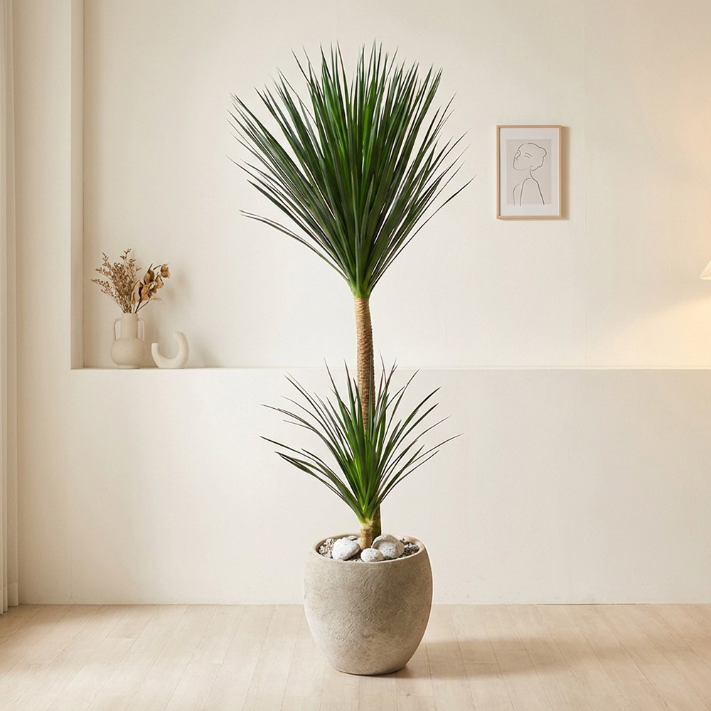 드라세나 드라코 생화 공기정화식물 특대형 180cm 시멘트 화분 246,000원