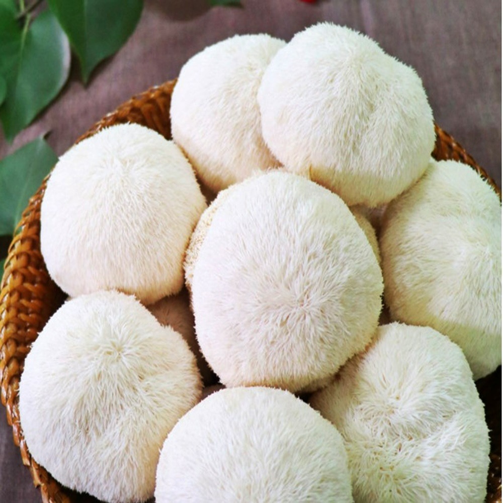 무농약 송이뜰 농장 국내산 생노루궁뎅이버섯 산지직송 기억력 영양제 항산화 34,800원