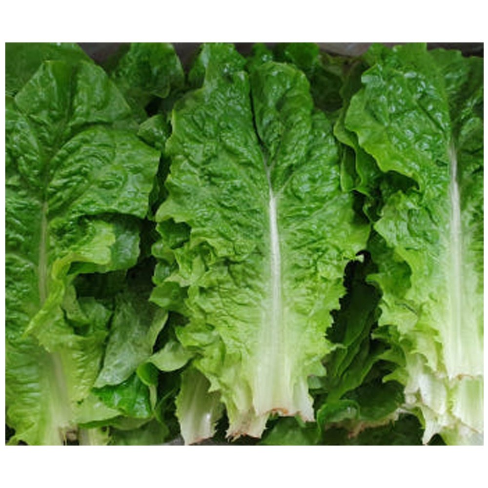 야채왕 싱싱한 청상추 쌈채소 중량별 무료배송, 4kg, 1개 16,000원
