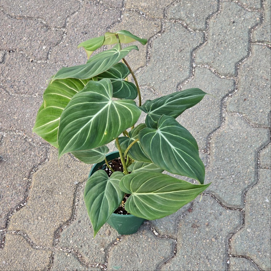 필로덴드론 글로리오섬  공기정화 에이피플랜츠 12,510원