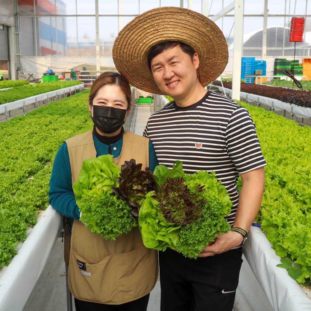 [농부선별마켓] GAP인증 친환경 유러피안 스마트팜 수경재배 샐러드, 1kg, 1개 13,900원