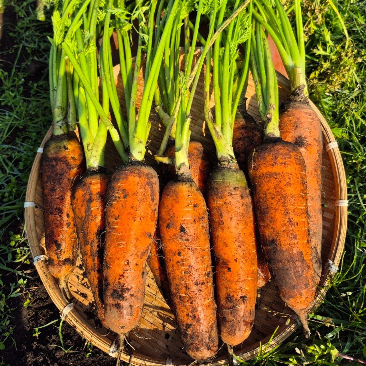 [더 탐나네] 제주 구좌 친환경 무농약인증 못난이 당근 (주스용) 56,000원