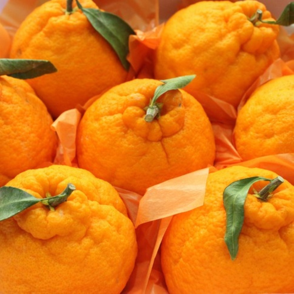 [썬푸드 한라봉] 제주 프리미엄 한라봉 선물세트 특상품 28,900원