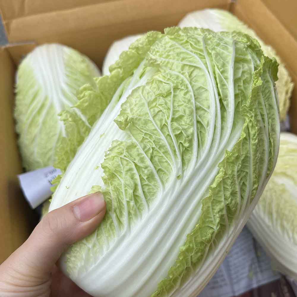 아삭하고 달큰한 알배기배추 알배추 쌈배추, 8kg, 1박스 23,200원