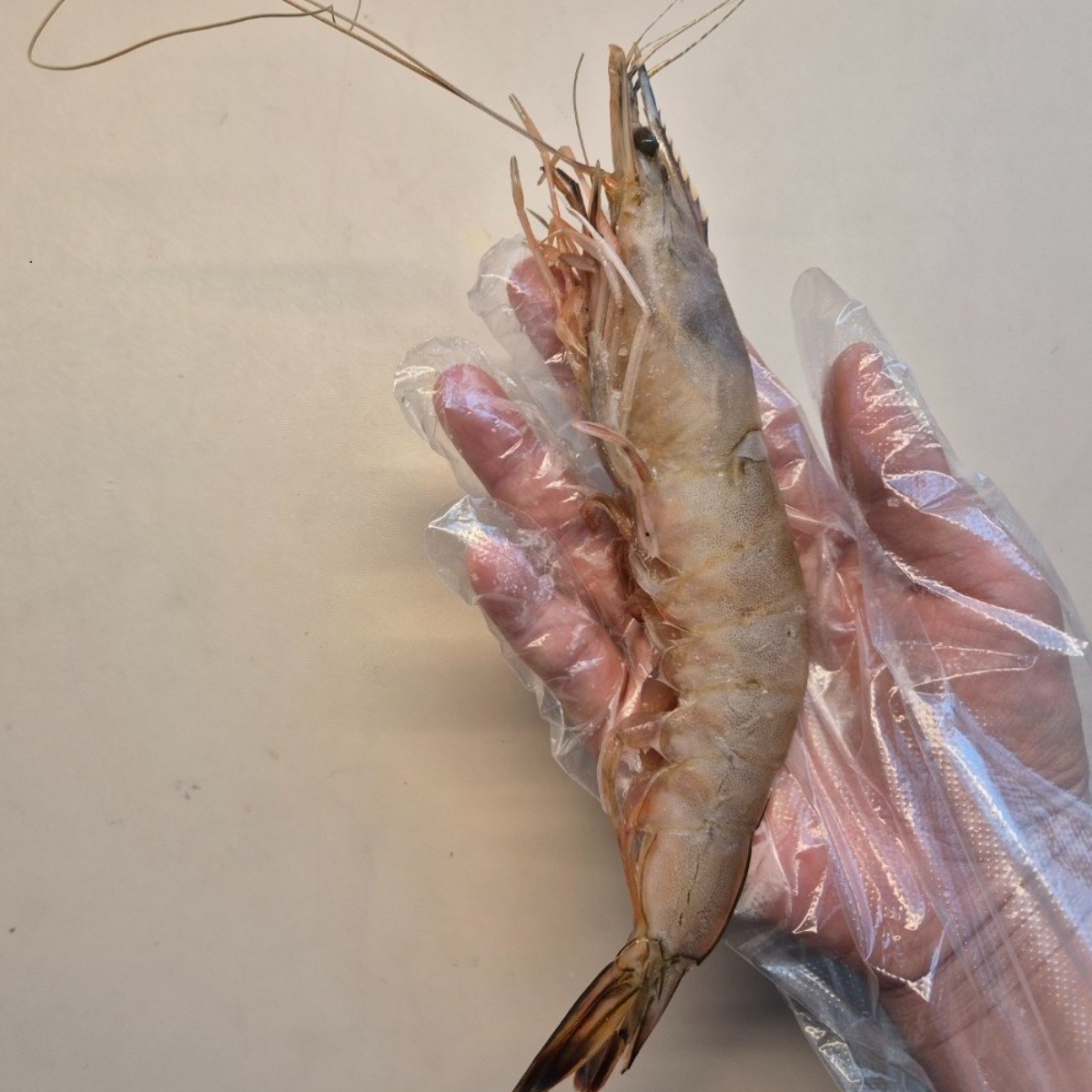 태안 자연산 대하 암대하 왕대하, 1개, 1kg, 생물 암대하 특대 사이즈 45,900원