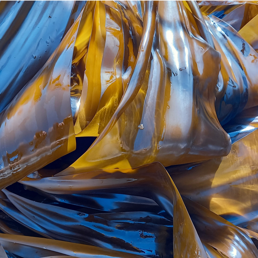 기장닦은다시마 기장다시마그냥먹어도맛있는짜지않은다시마 선물세트 특산물 [기장유통] 9,990원