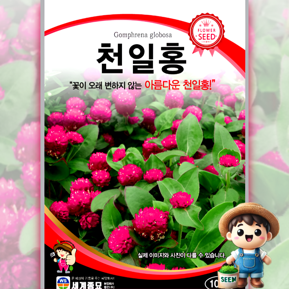 남흥원예사 천일홍 100립 원예 관상 조경 화단 용 꽃 씨 씨앗 종자 세계종묘 2,000원