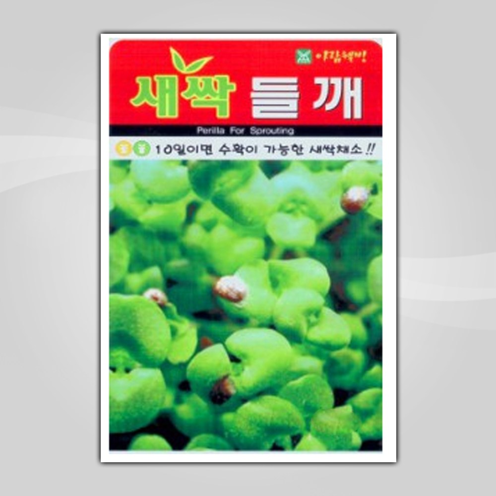 슬로시 새싹 씨앗 보리 다채 귀리 비빔용 청경채 경수채 3,000원