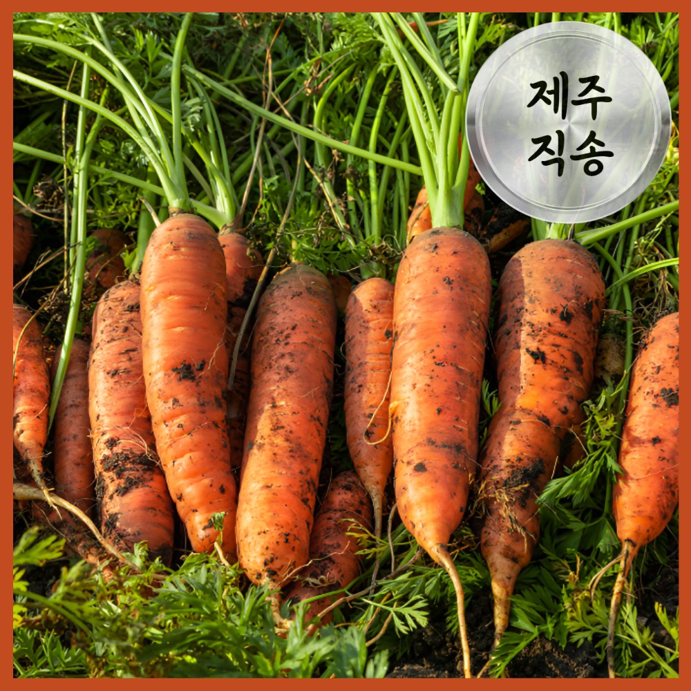 [딱100박스만] 달큰아삭 당일수확 제주구좌 햇 흙당근, 1개, 10kg 17,300원