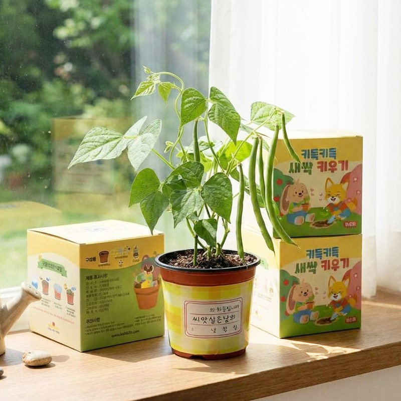 키득키득 파릇파릇 탐구쑥쑥 강낭콩 새싹키우기 만들기 패키지 3,000원