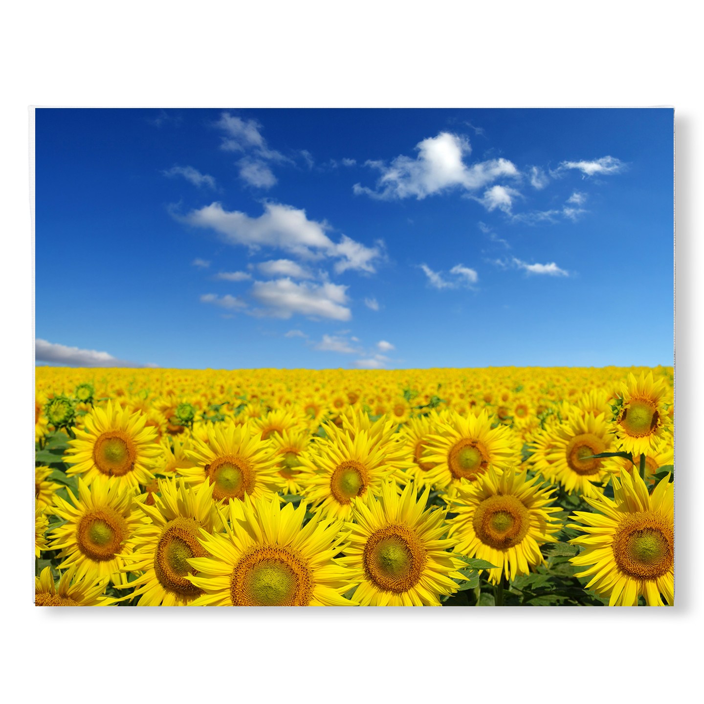 세잔느화실 [캔버스액자]풍수액자-11.활짝핀해바라기들판2 17,920원