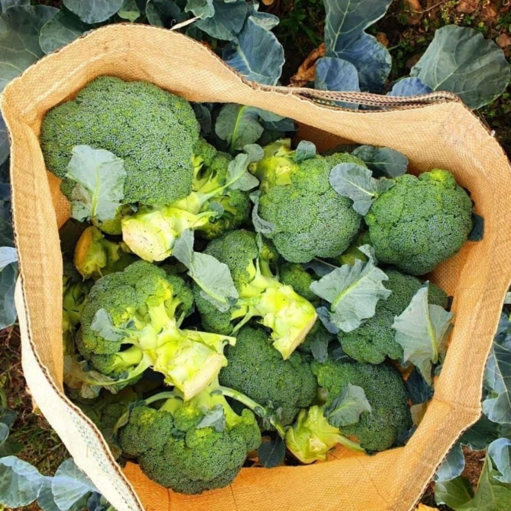 이른밭 국내산 브로콜리 제주 햇 브로컬리, 1개, 2kg 24,900원