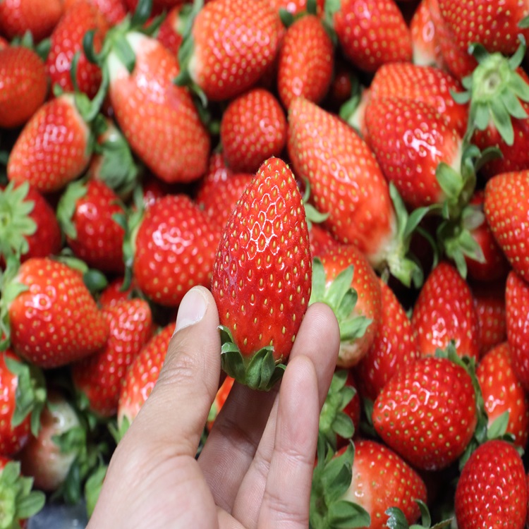 고령 설향딸기 산지직송 국내산 생딸기, 1개, 900g 특과 46,500원