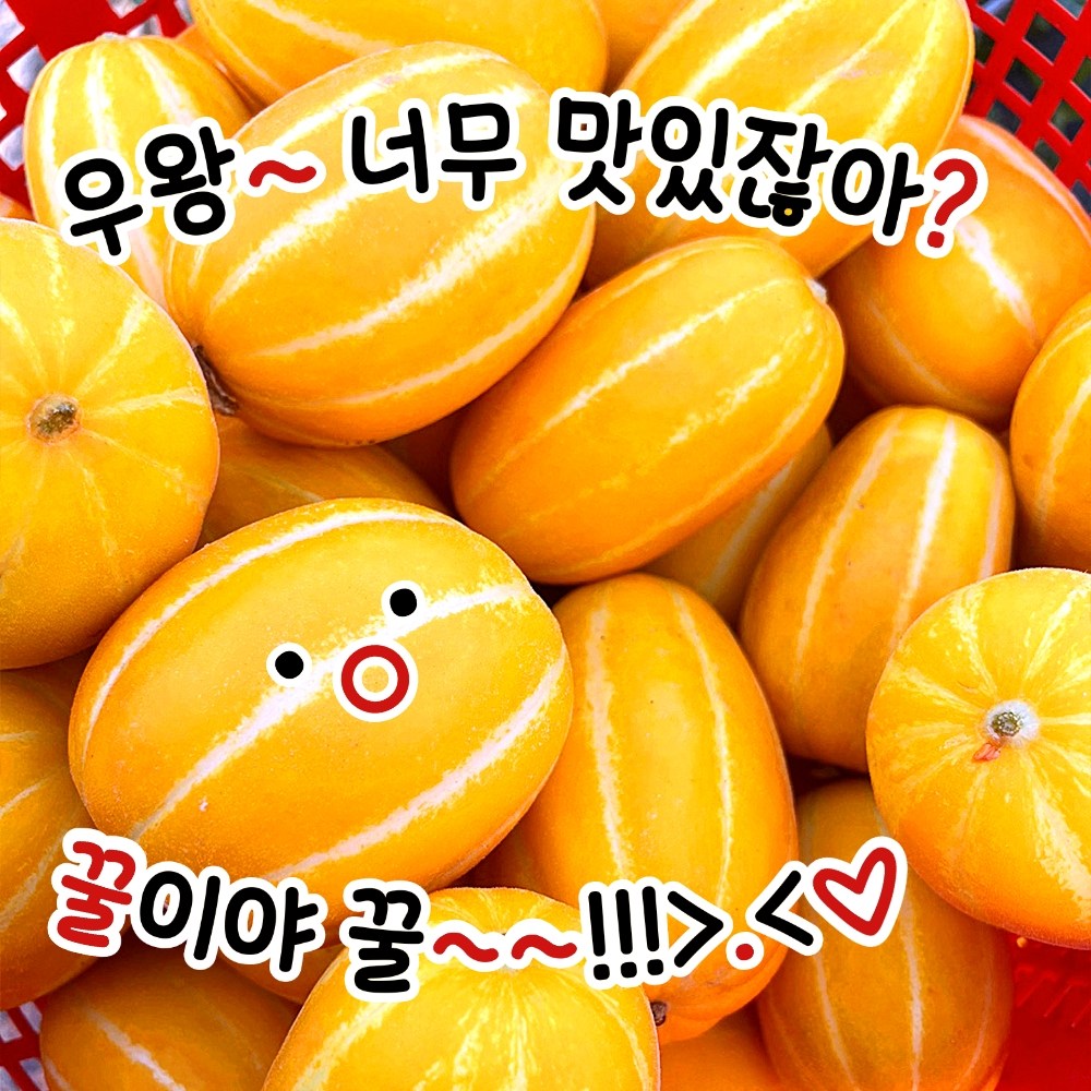 [왕! 초특가] "과수많아요! 실중량 판매!" 10500원부터~꿀참외 10kg 5kg 3kg 2kg 1kg 랜덤과 소과 중소과 로얄과 중대과 18briex 가정용 못난이 초록담다 58,900원