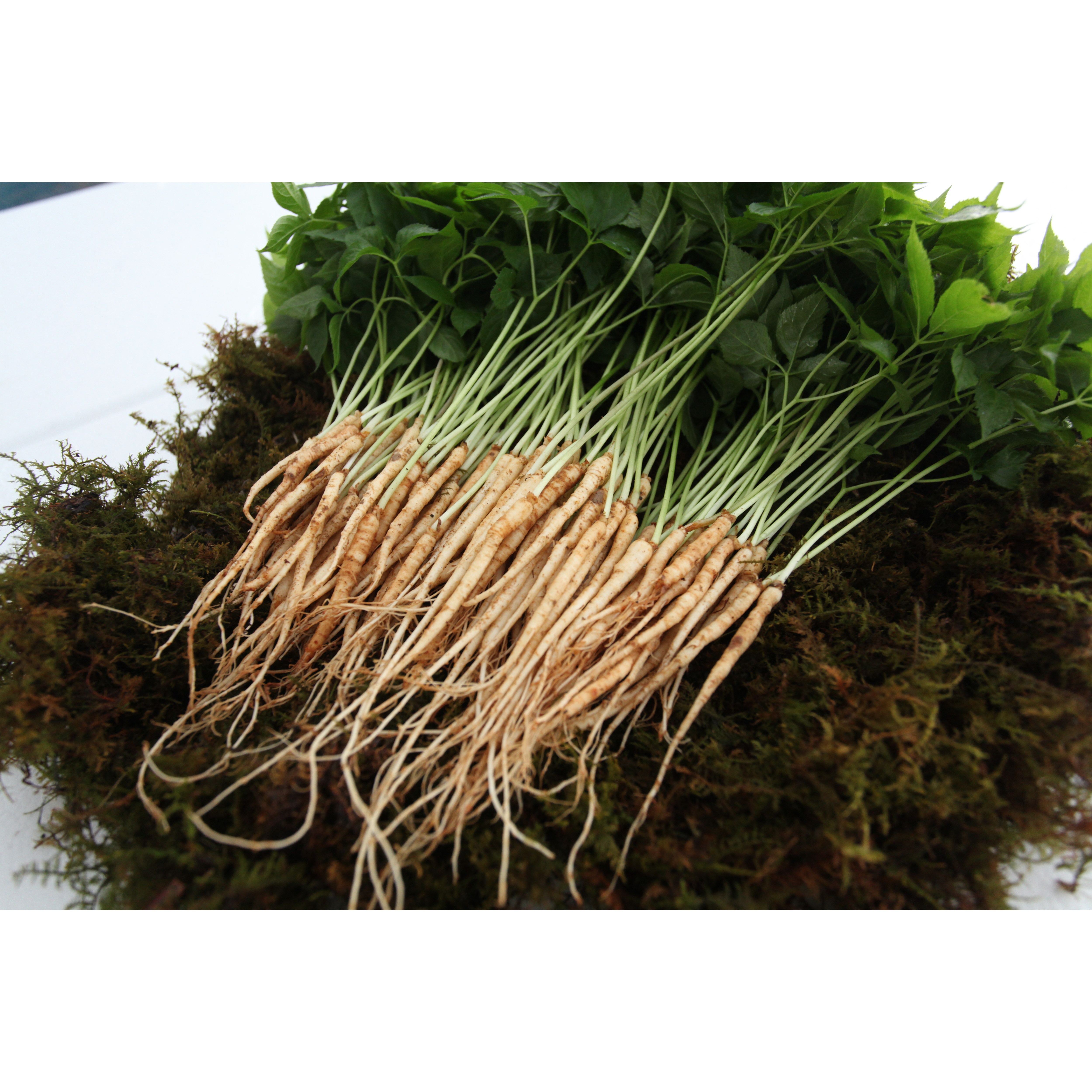 아이니 새싹삼 가정용 100 뿌리, 1개, 가정용 100뿌리 19,600원