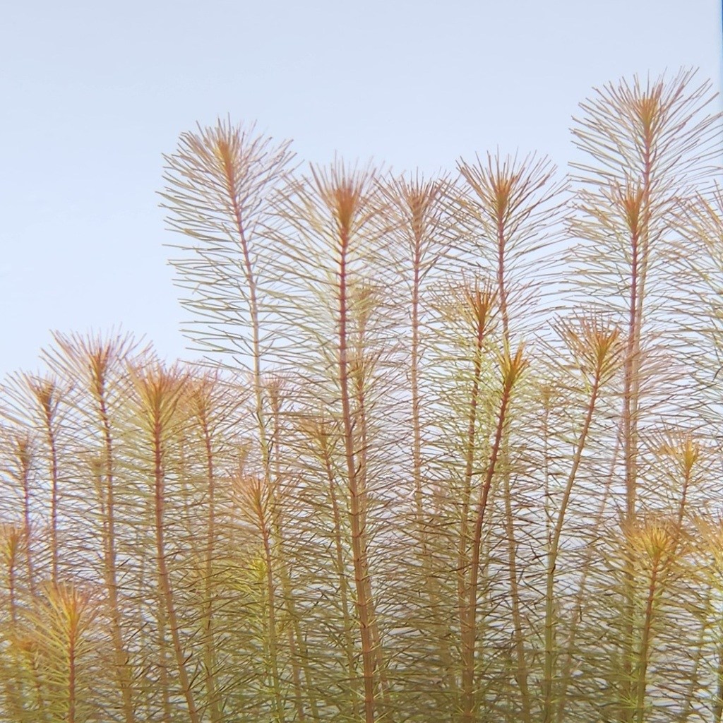 로탈라 sp 베트남 레드 5촉 4,000원