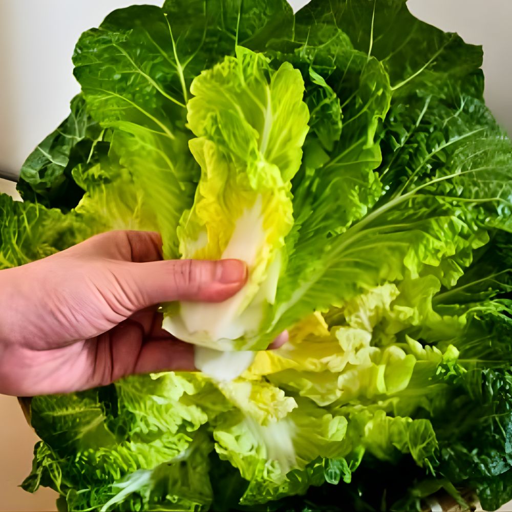 당일수확 해남 진도 달콤아삭 봄동 배추 특품 18,800원