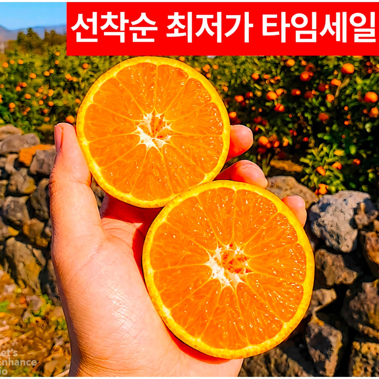 마음을파는청년 프리미엄 제주 천혜향 특품 19,900원