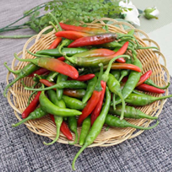 청양고추(반홍) 5kg 1박스 자연대로팜웨이 37,800원