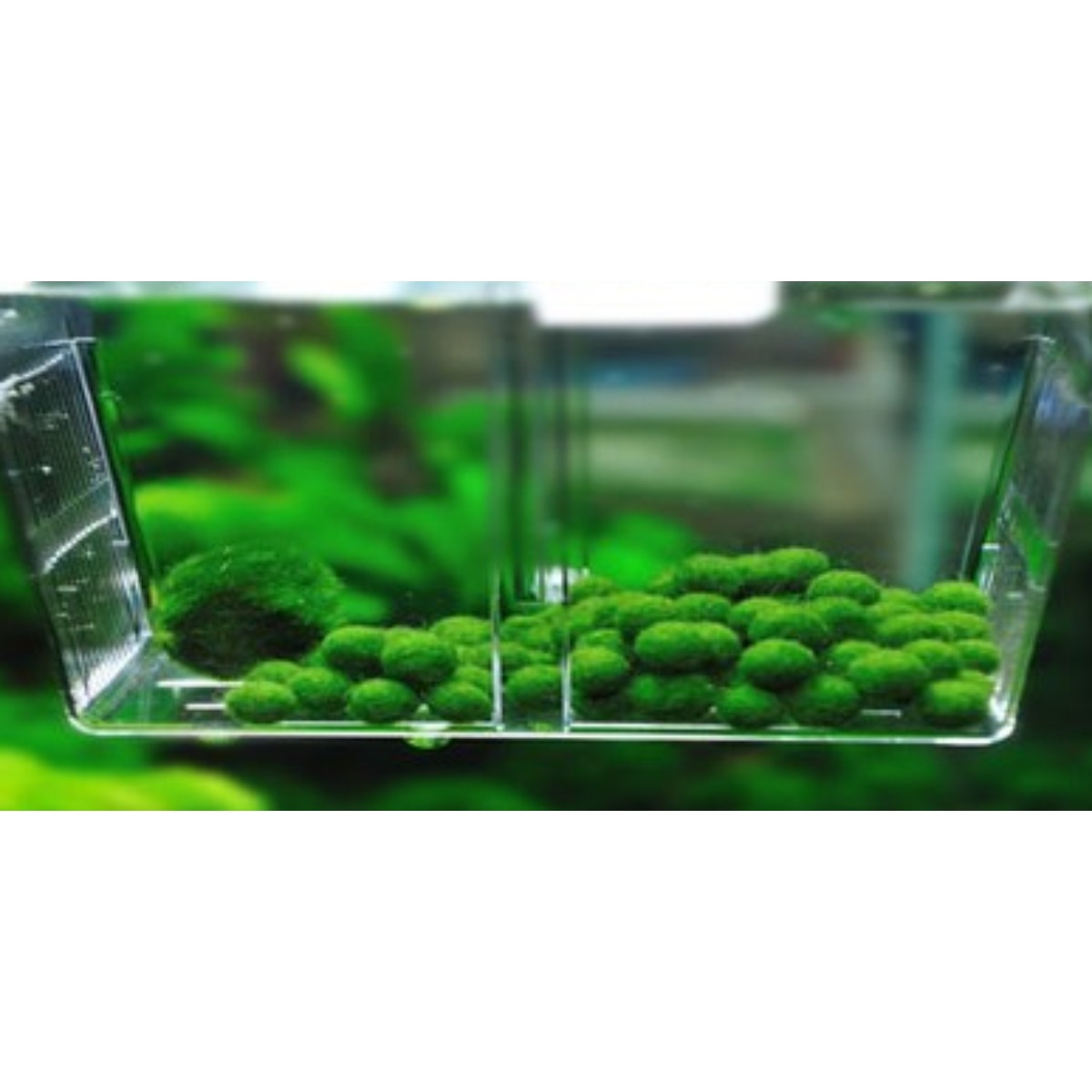 마리모 키우기 단품 애완수초 모스볼 9,240원