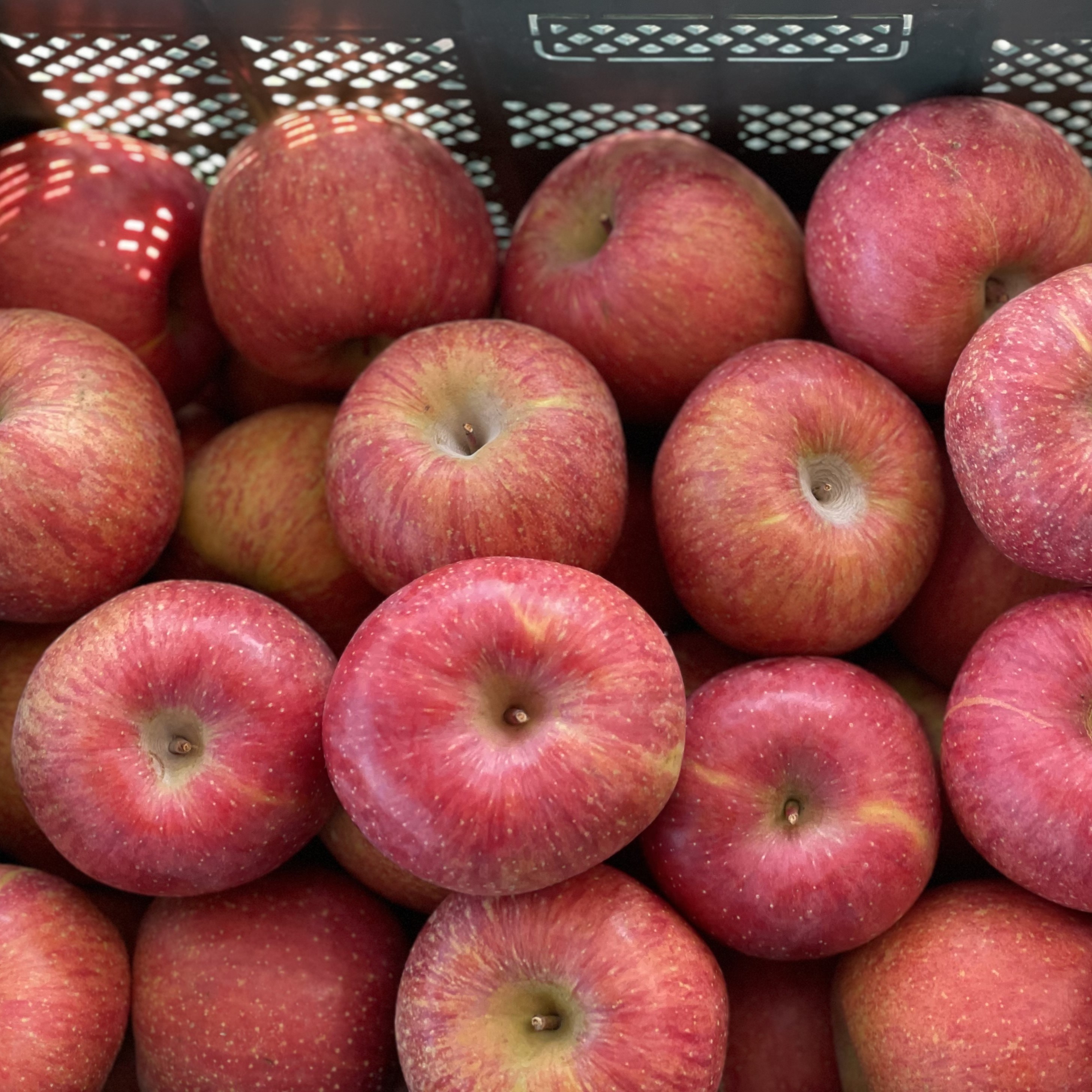 사과의 정점 아삭함이 다른 부사사과 가정용 특상품 41,900원