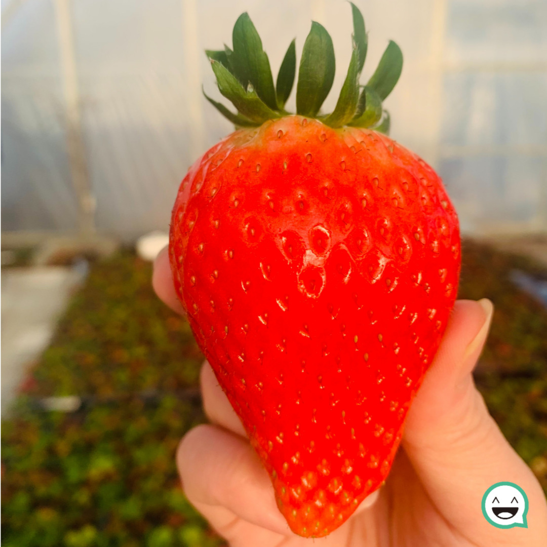 논산 킹스베리 왕 딸기 고당도 생딸기, 1개, 논산 생 딸기 킹스베리 800g (16-18과) 왕특 26,020원