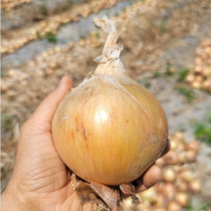 (광평) 25년 무안 햇 양파 3kg 5kg 10kg 장아찌, 소, 중대혼합 산지직송 19,900원