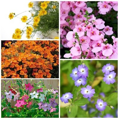 [꽃씨모듬] 아담하고 오래가는 꽃 5선, 1개 15,000원