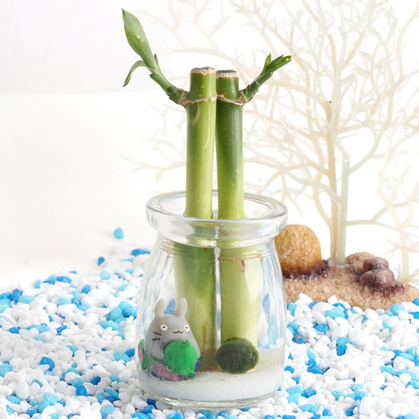 [가정의달선물] 동화 속 개운죽 마리모 키우기 세트(L) 6,980원