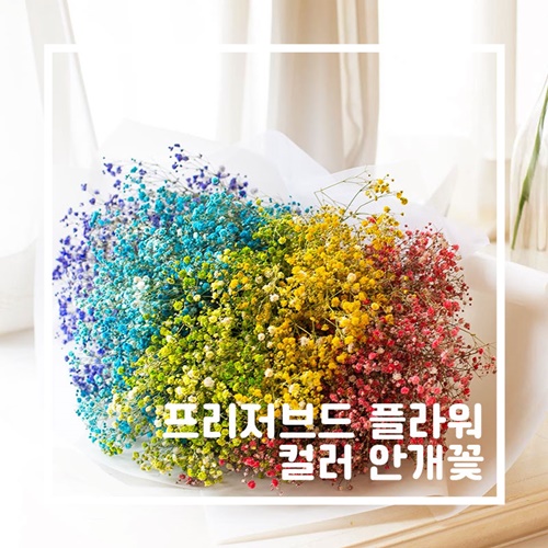 데코 프리저브드플라워 - 컬러 안개 안개꽃 2,200원