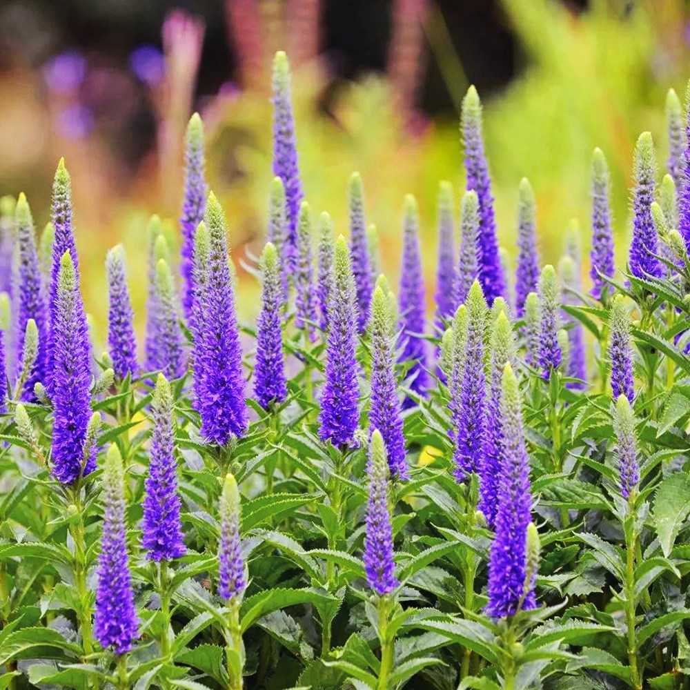 베로니카 (꽃꼬리풀) 블루 씨앗 50립 소포장, 1개 3,470원