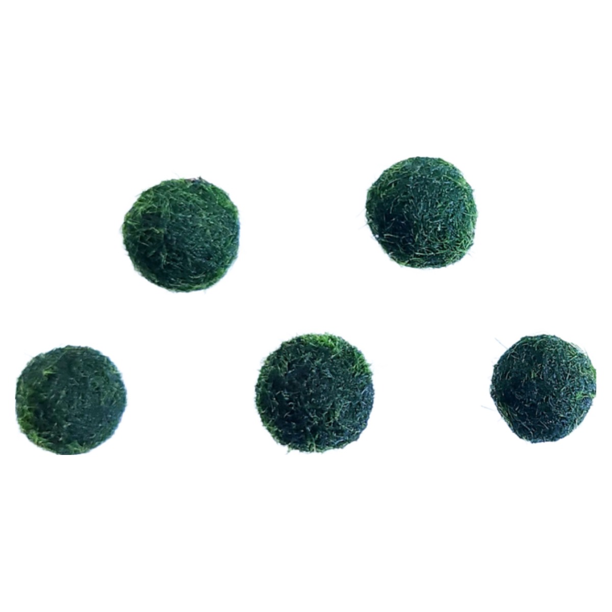 [미초 특가] 마리모 (소형) 5개 / 어린이 선물/ 인테리어 / 수경식물 / 새우 수초 / 모스볼 / 마리모 9,980원