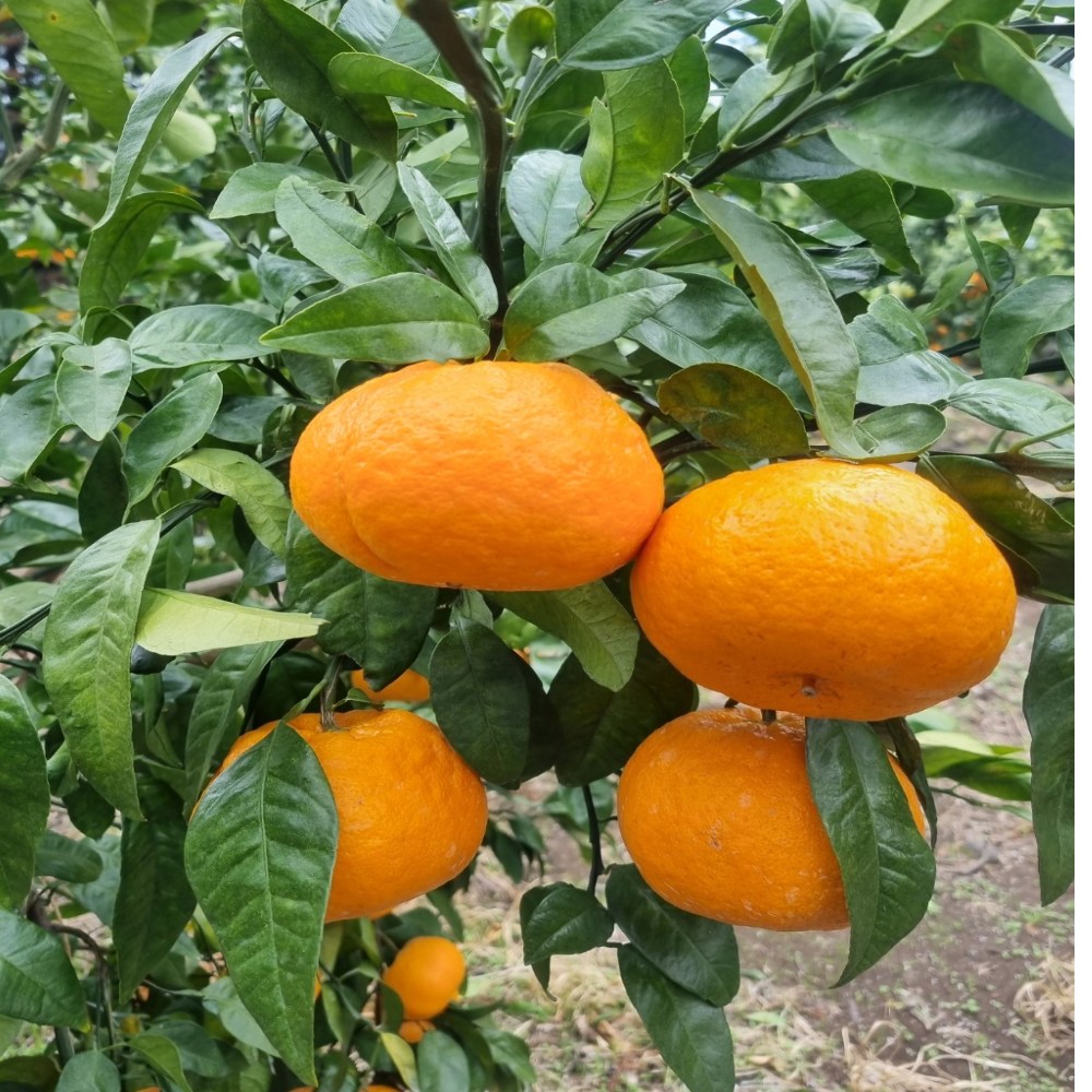 당도보장 일등농수산 제주도 윈터프린스 감귤, 1개, 10kg 혼합과 (정품) 96,100원