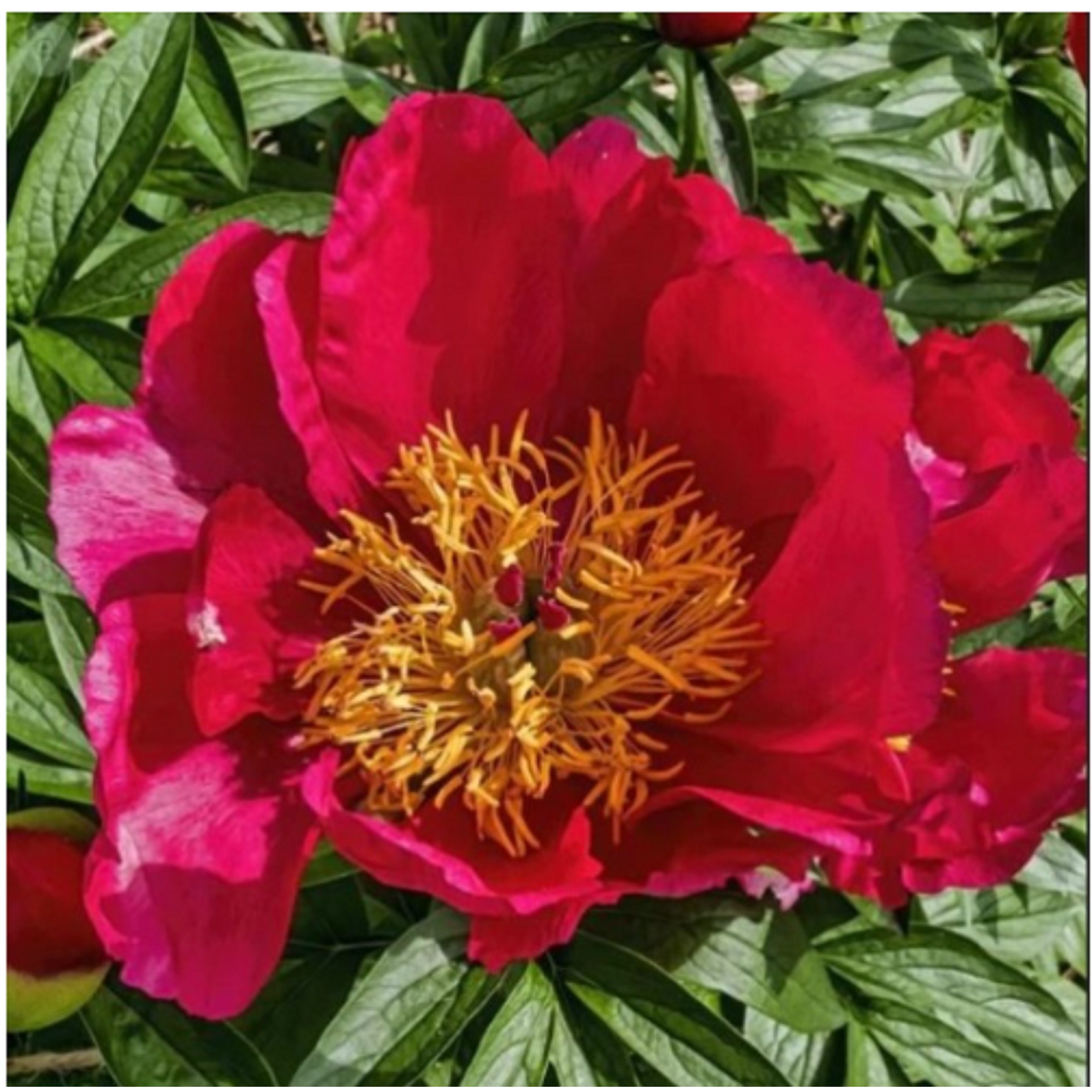 겹꽃작약( 플레임 ) [ 사각포트 ], 1개, 붉은색 15,000원