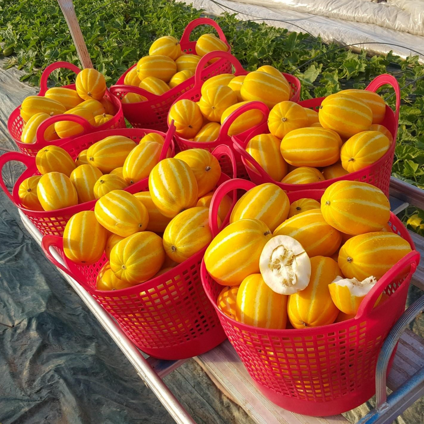 성주산지직송!! 아삭달콤한 / 성주 꿀 참외 가정용 5kg고당도(당일수확,당일출고) 29,900원