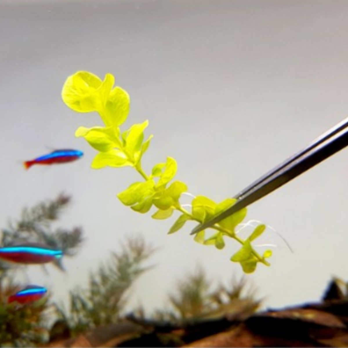 [수초대장] 라지 펄그라스 (4촉) 중후경수초 6,500원