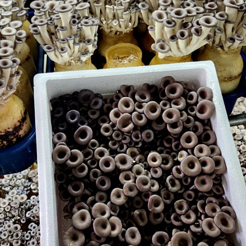 산지직송 당일발송 친환경 무농약 GAP 인증 친환경 느타리버섯 2KG 대용량 흑타리 키움의미학, 2kg, 1개 10,890원