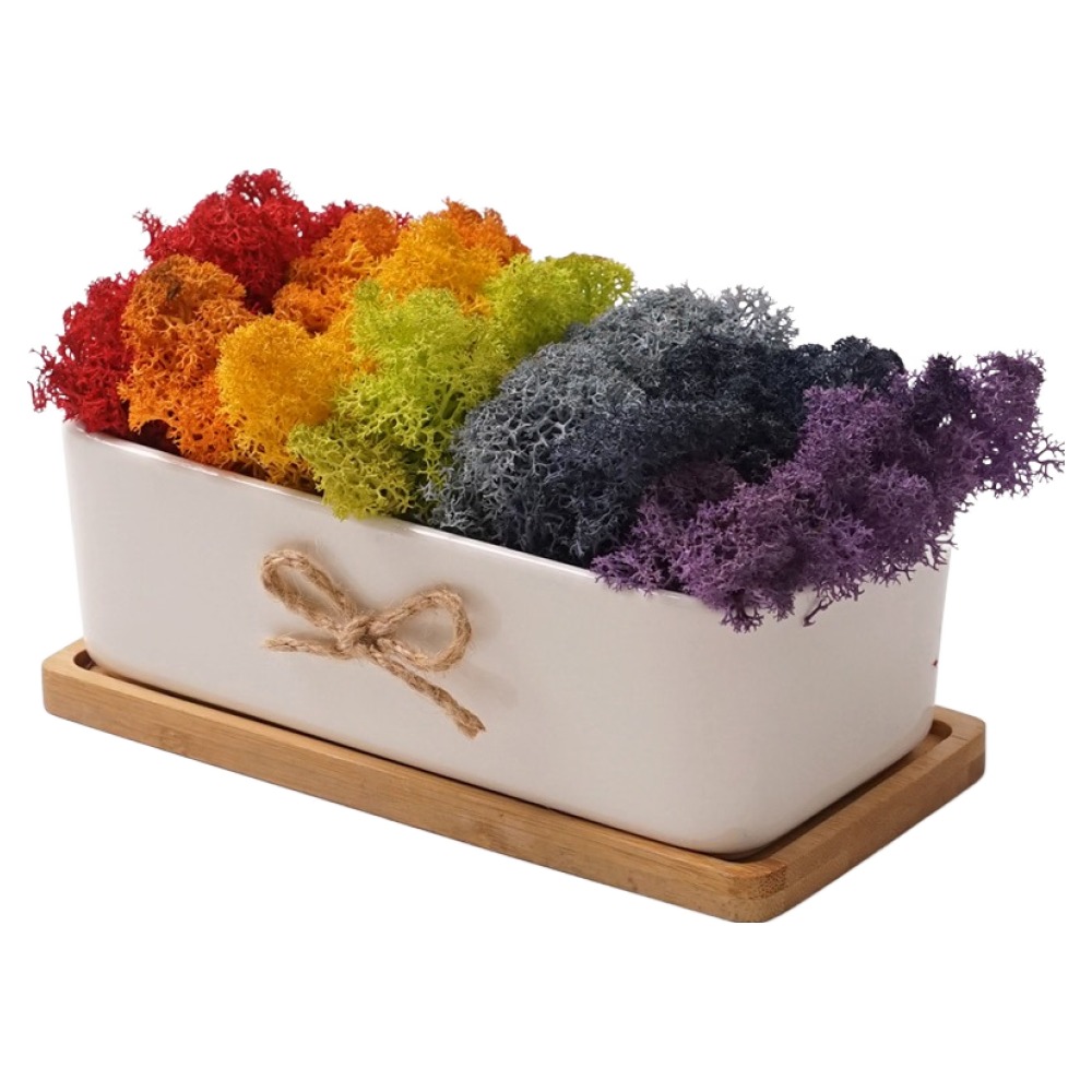 morningscent 공기정화 스칸디아모스 이끼 레인보우 직사각 화분 + 받침 세트, 1세트 19,800원