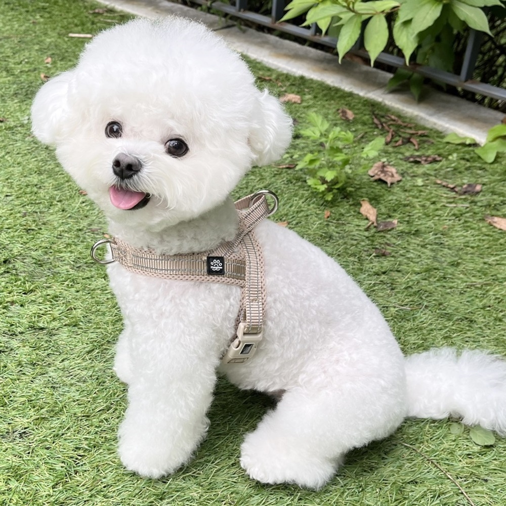 멍템 앞섬방지 하네스, 베이지, 1개 24,400원