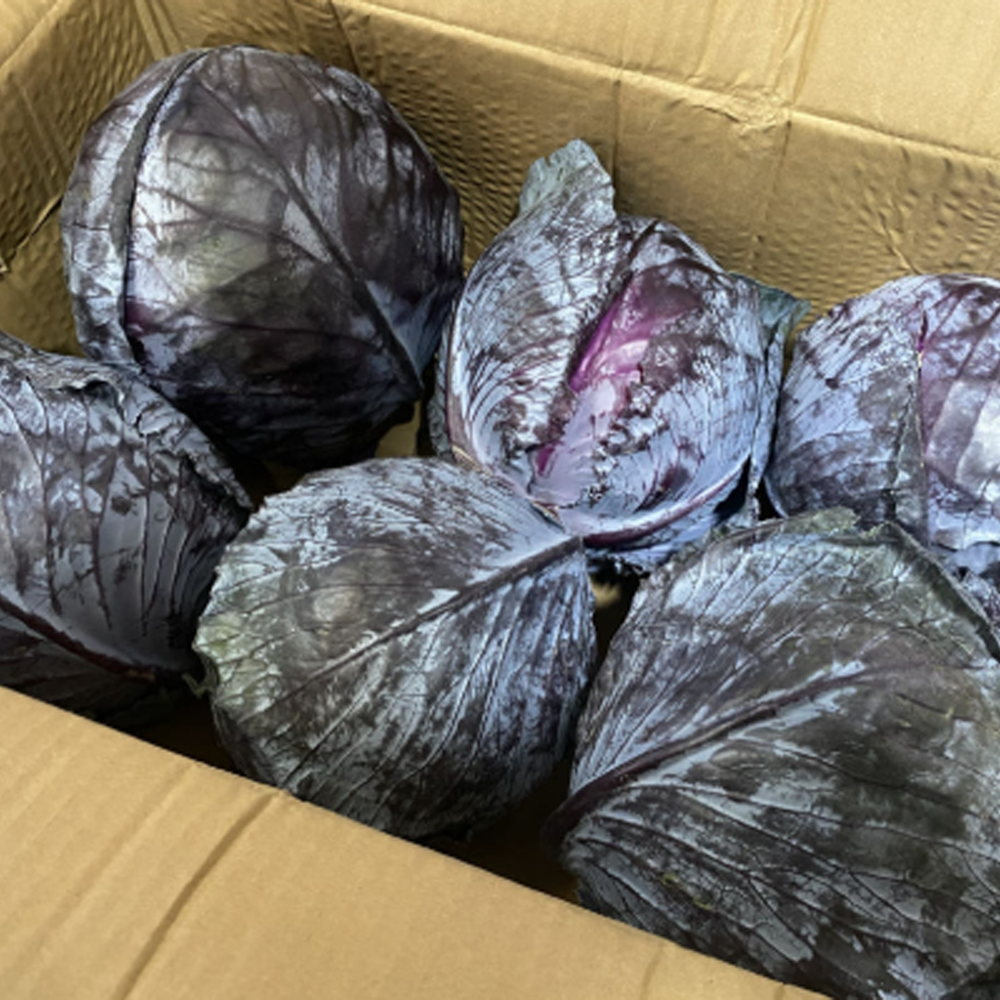 수입 적채 업소용 대용량 최상품 8kg내외 적양배추, 1박스, 8kg 12,900원