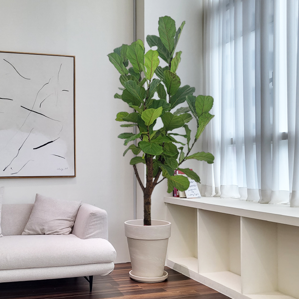 농원청년 크림토분 취임 영전 이직 승진 축하화분 실내 공기정화식물 사무실 카페 매장 공간 인테리어식물 거실화분 집들이 개업식 축하화환 여인초 금전수 뱅갈고무나무 아레카야자 행운목 249,000원