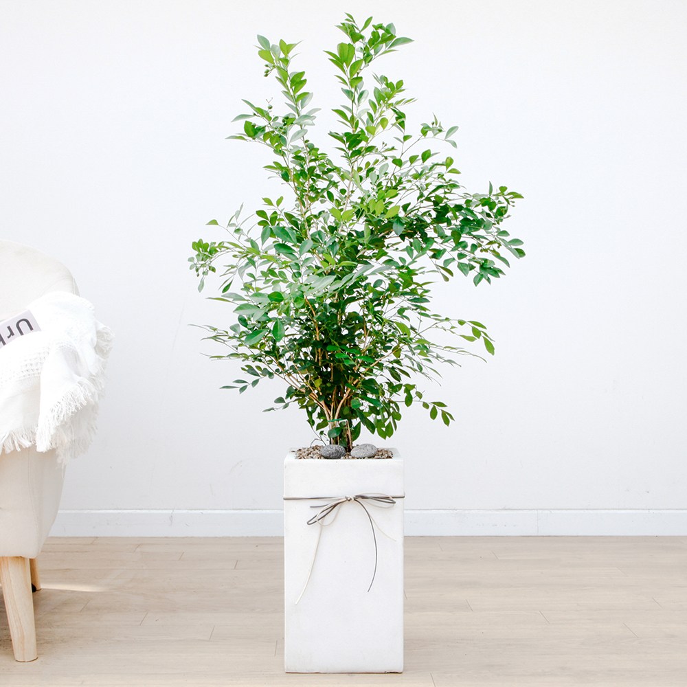 드셀플라워 금전수 돈나무 개업 화분 집들이 선물 승진 사무실 이전 병원 개원 식당 개업식 축하 화분 배달 당일배송 88,000원