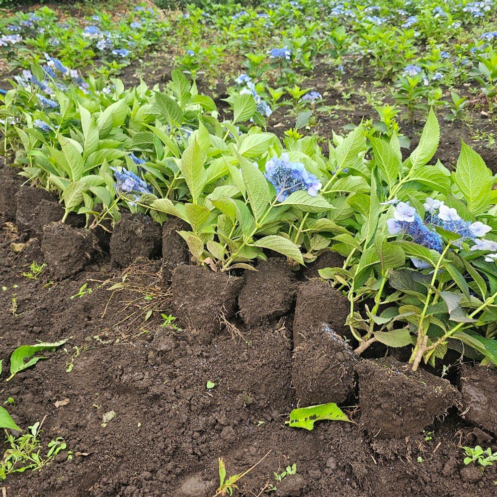 엔들레스썸머/제주 수국/포트묘 분묘 선택, 1개, 엔들레스썸머 수국 20cm이상 분묘 8,000원