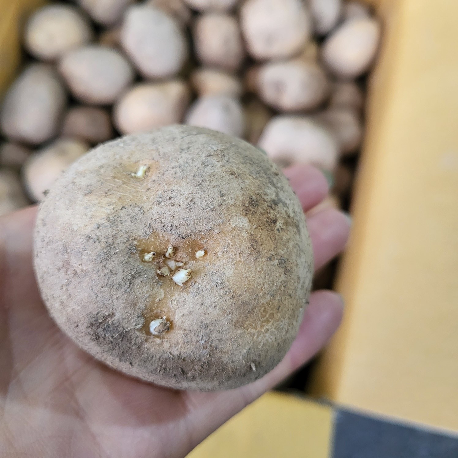 강원도 수미 감자 싹이 트는 감자 51,800원