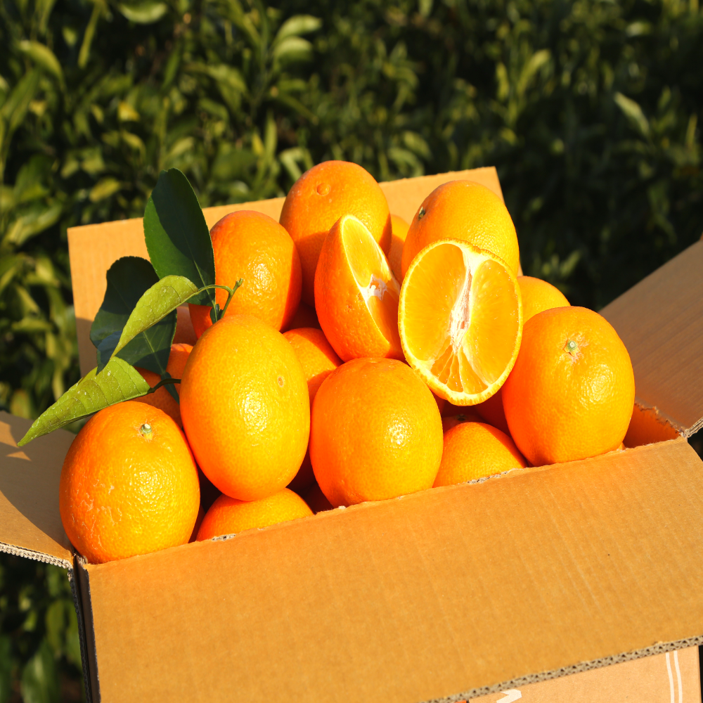 더준마켓 15brix 당도보장 당일 농장직송 카라향 천혜향 100,000원